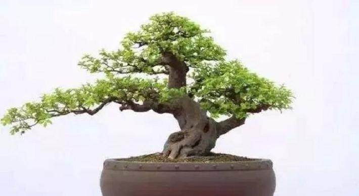 养好雀梅盆景要注意这5个要点