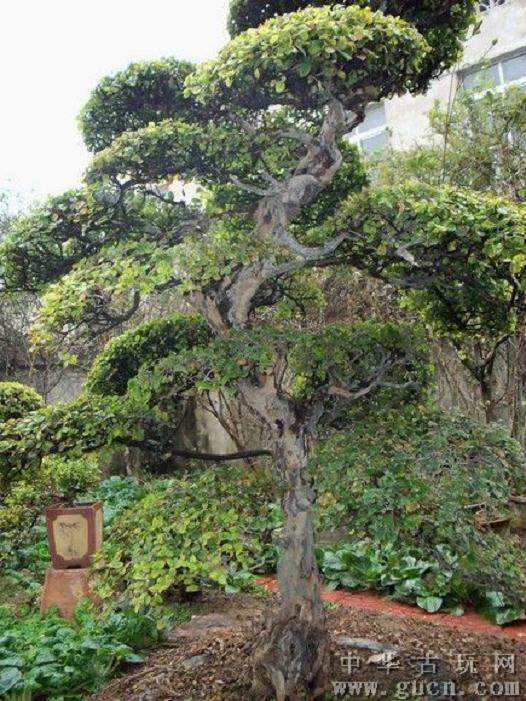 雀梅盆景采挖过程中 要注意的4个事项