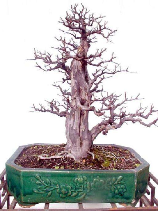 雀梅盆景采挖过程中 要注意的4个事项