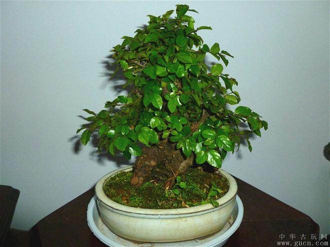 如何养殖雀梅盆景 才可以让它生长旺盛？