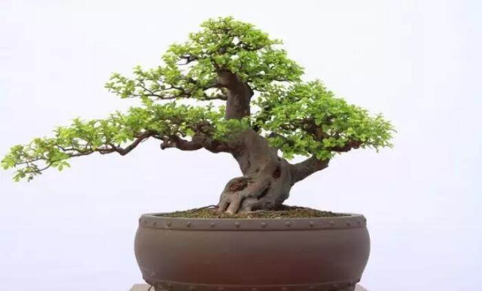 养护雀梅盆景怎么防止失枝的2个方法