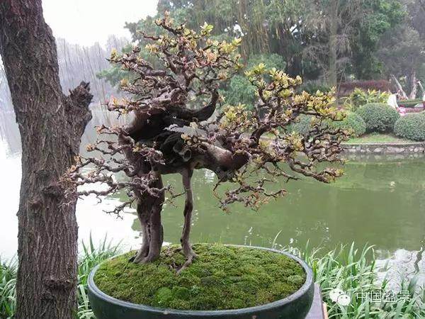 如何给雀梅盆景选树桩?