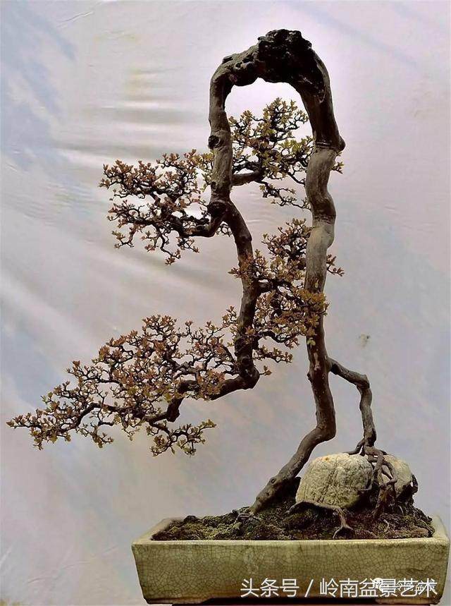 雀梅盆景的上盆操作与造型修剪