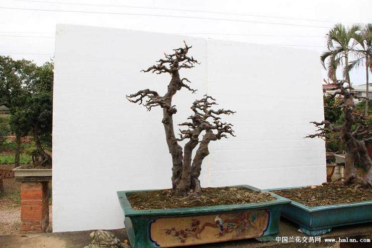 雀梅盆景的上盆操作与造型修剪