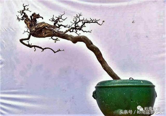 雀梅盆景浇水的时候 水温不能跟盆土相差太大