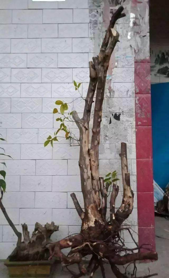 看看我的雀梅盆景下山桩 设计图