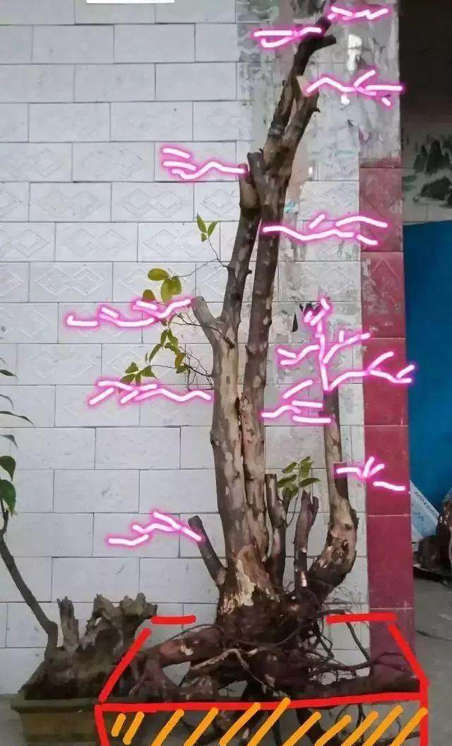 看看我的雀梅盆景下山桩 设计图