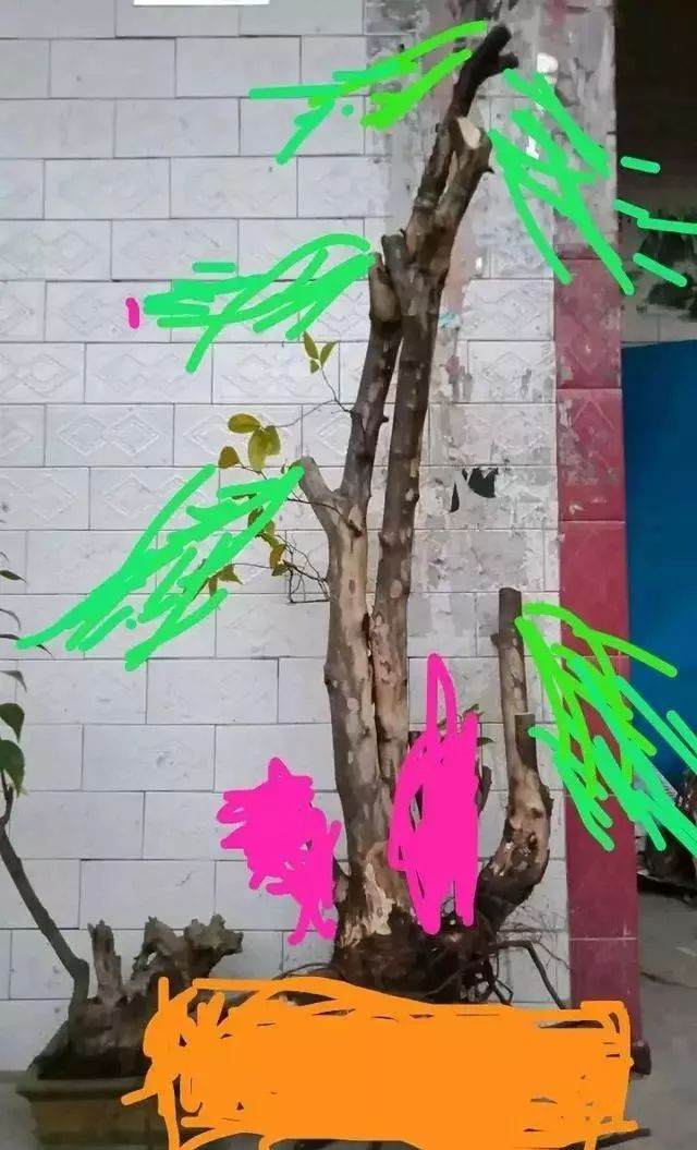 看看我的雀梅盆景下山桩 设计图