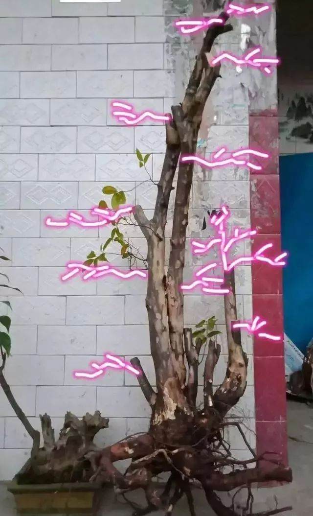 看看我的雀梅盆景下山桩 设计图