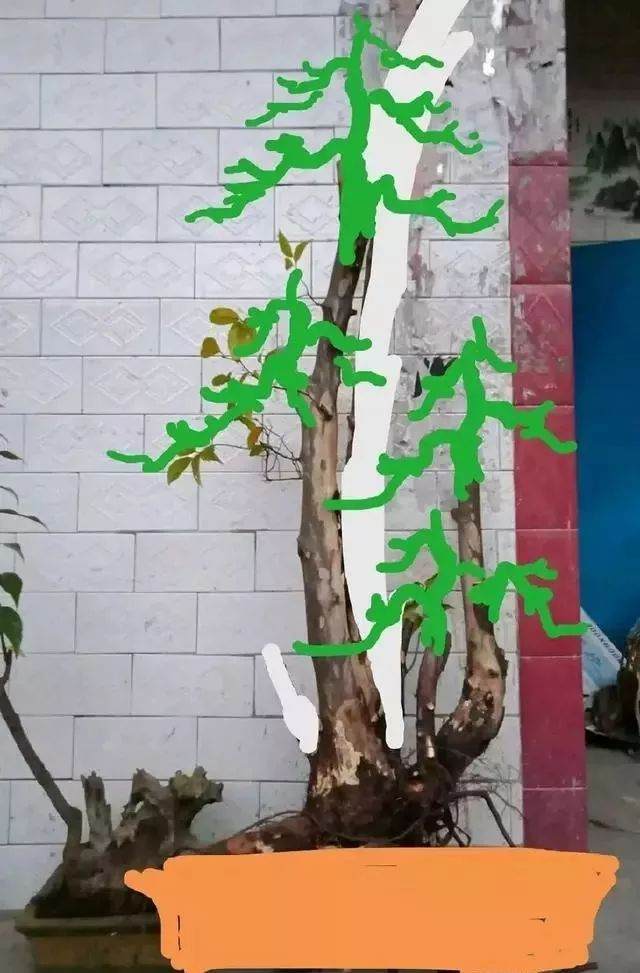 看看我的雀梅盆景下山桩 设计图