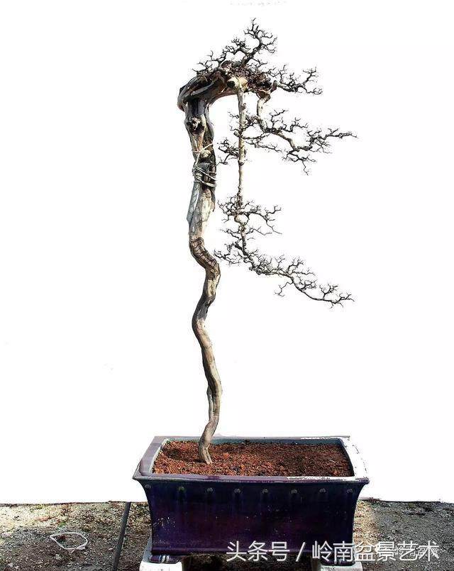 雀梅盆景怎么养?浇水与施肥的技巧