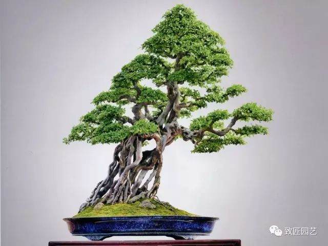 雀梅盆景养护的经验谈 3个步骤完成