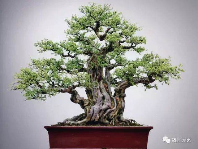 雀梅盆景养护的经验谈 3个步骤完成