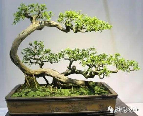 雀梅盆景养护管理的方法有哪4个技巧？