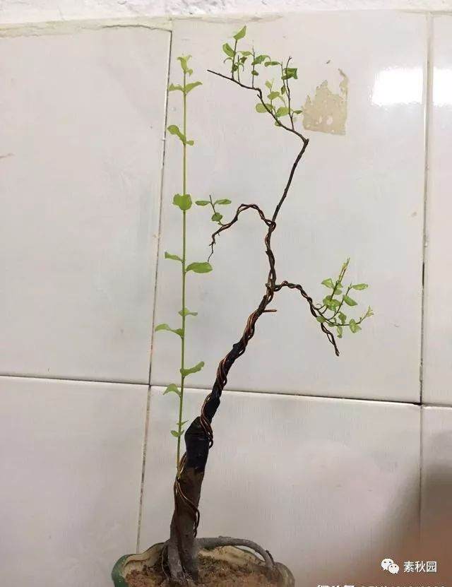给网友设计的一棵单杆雀梅下山桩