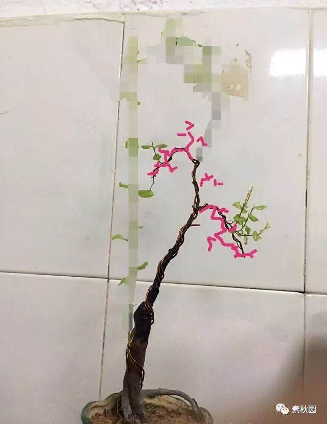 给网友设计的一棵单杆雀梅下山桩