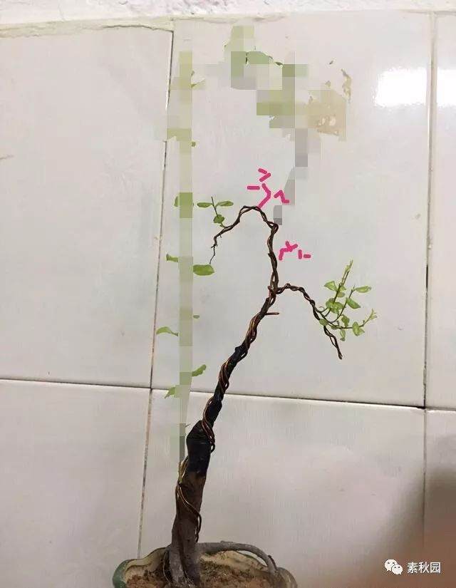 给网友设计的一棵单杆雀梅下山桩