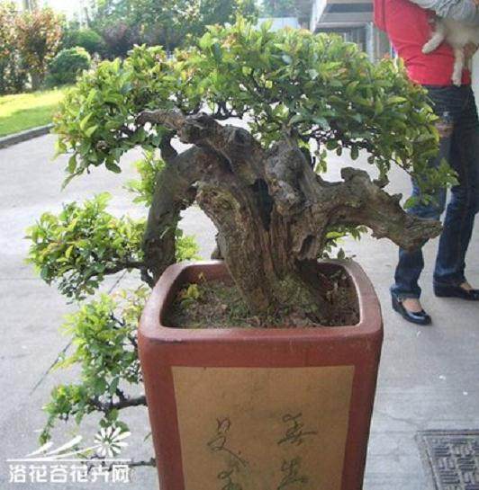 雀梅盆景什么时候修剪 怎么剪枝？