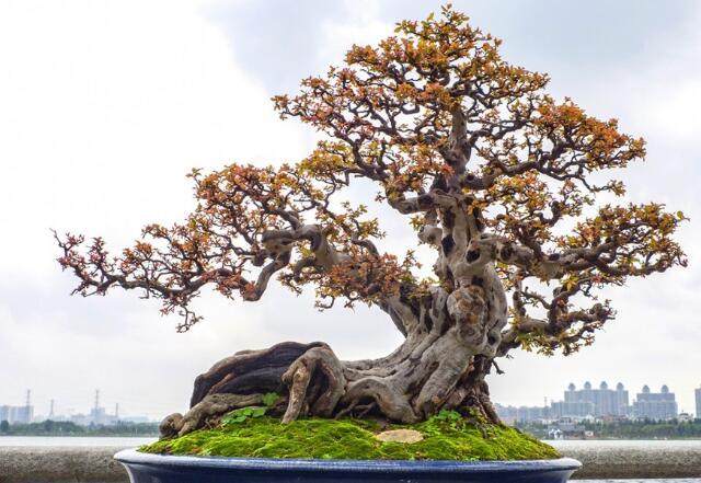 雀梅盆景什么时候修剪 怎么剪枝？