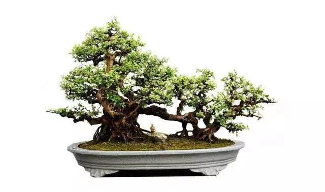 图解 用岭南派盆景造型方法制作雀梅盆景