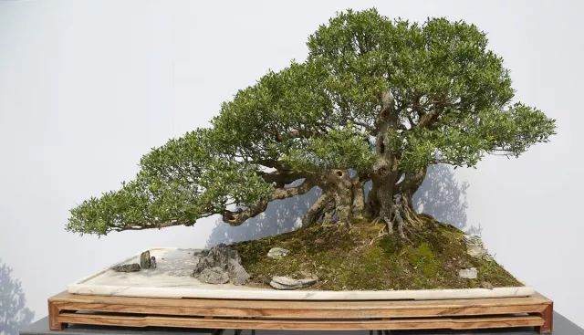 用岭南派盆景造型方法 来制作雀梅盆景