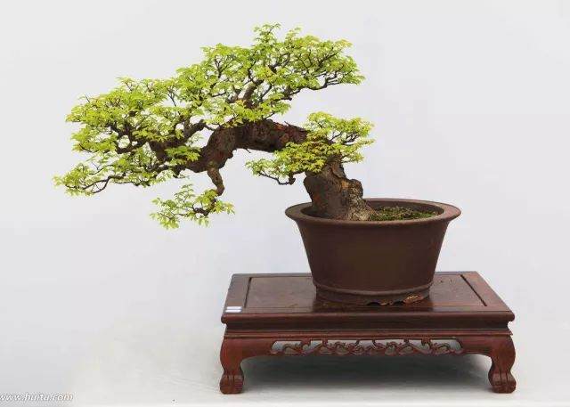 用岭南派盆景造型方法 来制作雀梅盆景
