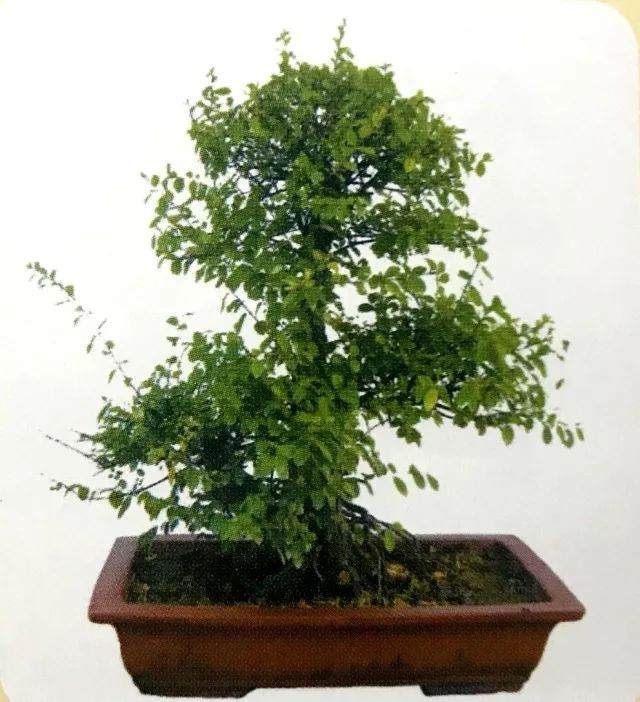 图解 用岭南派盆景造型方法制作雀梅盆景