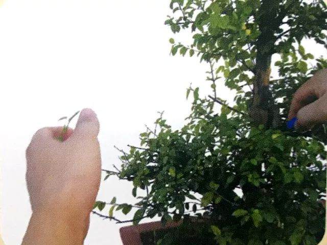 图解 用岭南派盆景造型方法制作雀梅盆景