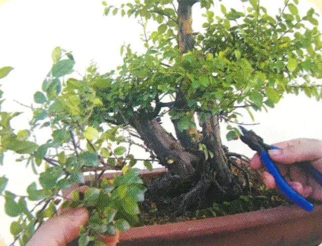 图解 用岭南派盆景造型方法制作雀梅盆景