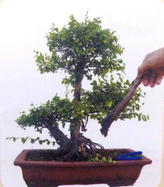 图解 用岭南派盆景造型方法制作雀梅盆景