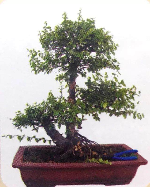 图解 用岭南派盆景造型方法制作雀梅盆景