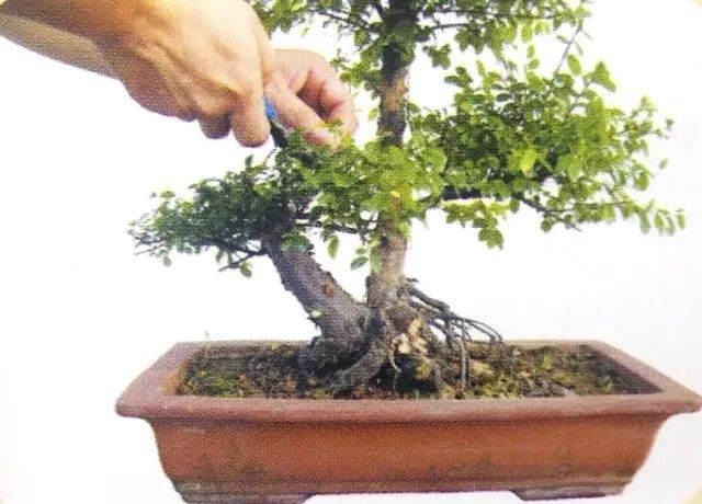 图解 用岭南派盆景造型方法制作雀梅盆景