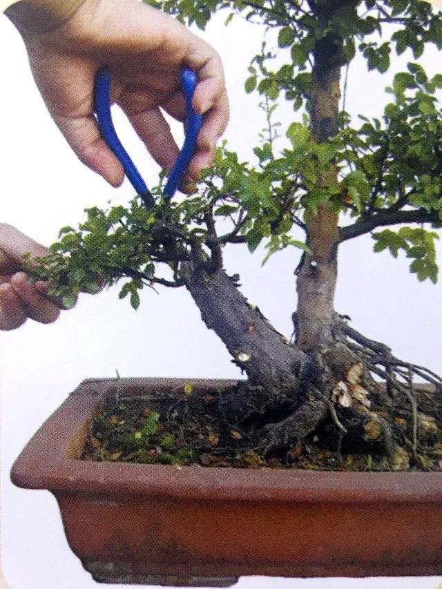 图解 用岭南派盆景造型方法制作雀梅盆景