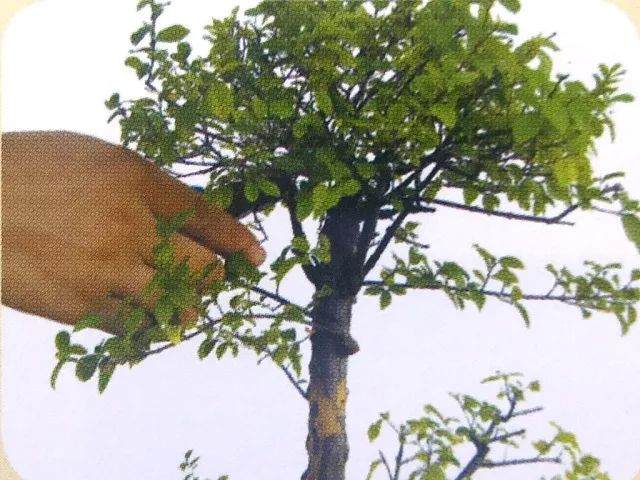 图解 用岭南派盆景造型方法制作雀梅盆景