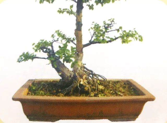 图解 用岭南派盆景造型方法制作雀梅盆景