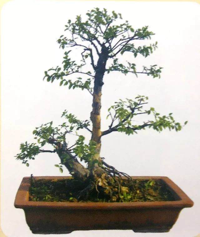 用岭南派盆景造型方法 来制作雀梅盆景