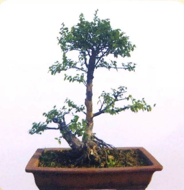 图解 用岭南派盆景造型方法制作雀梅盆景