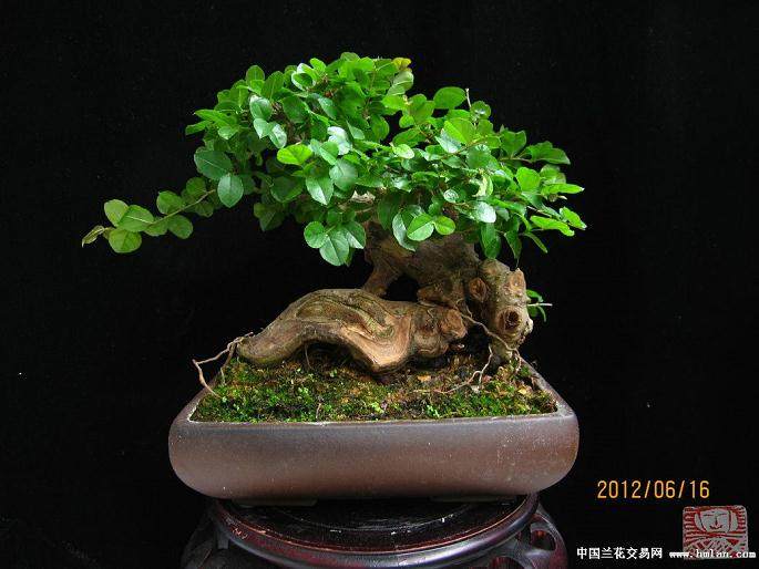 雀梅盆景两年换盆一次为宜