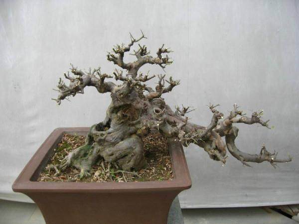 如何用截干蓄枝来制作雀梅盆景?