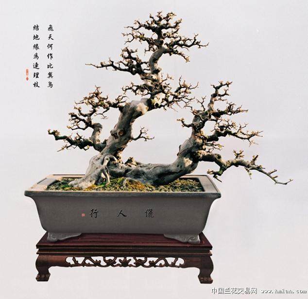 如何用截干蓄枝来制作雀梅盆景?