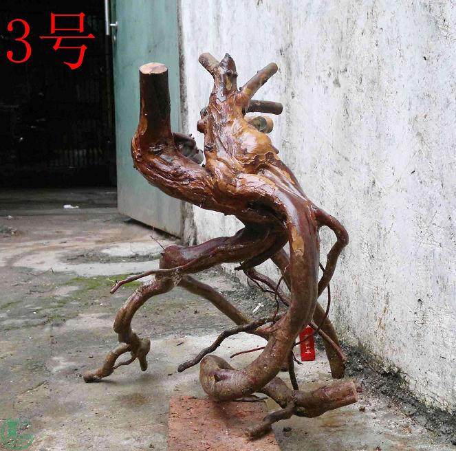 雀梅下山桩的采挖以及养护注意细节有哪些？