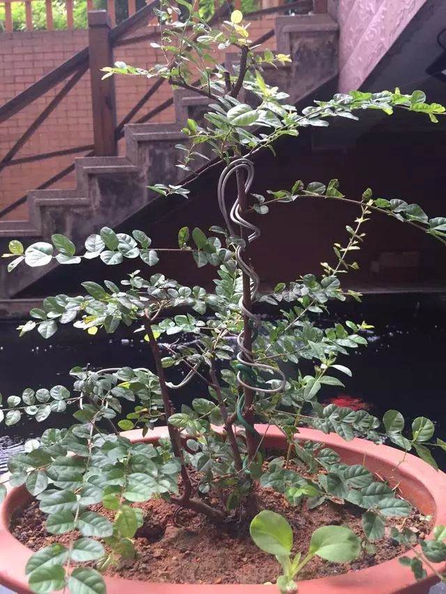 多杆丛林下山桩 雀梅小品可以这样玩