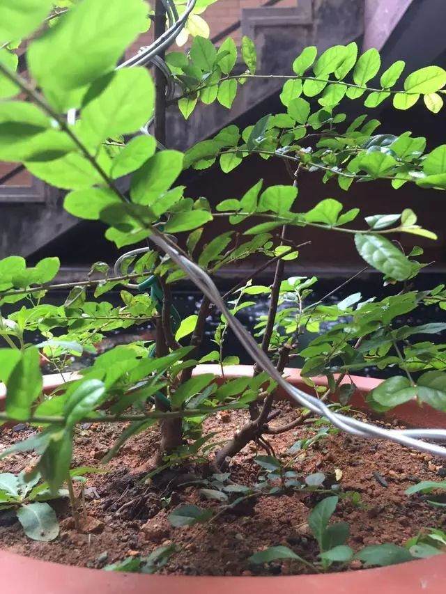 多杆丛林下山桩 雀梅小品可以这样玩