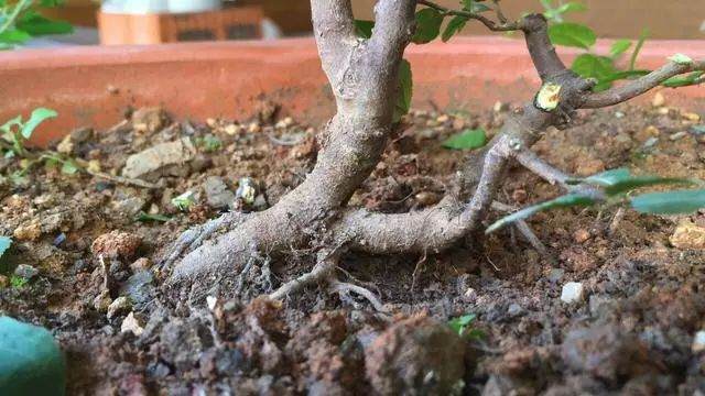 多杆丛林下山桩 雀梅小品可以这样玩