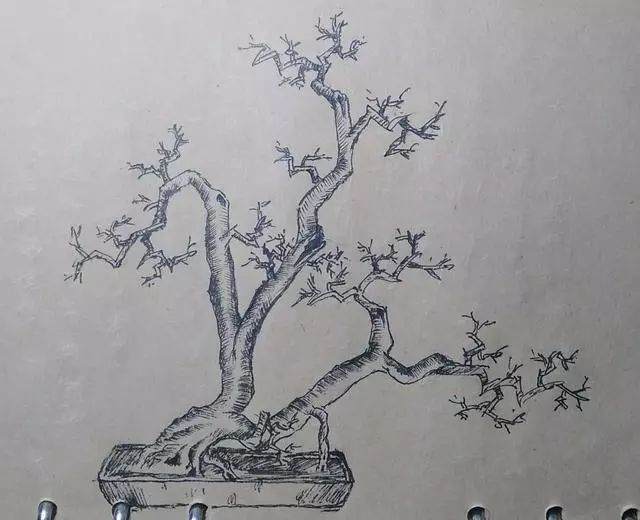 多杆丛林下山桩 雀梅小品可以这样玩