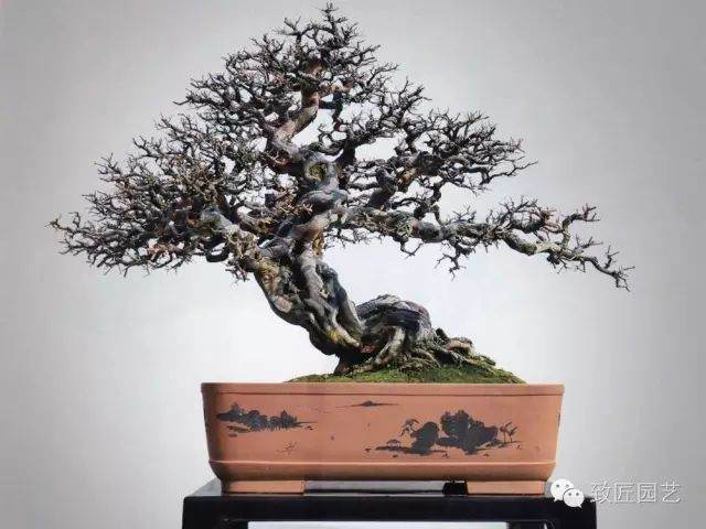 雀梅盆景栽培养护的知识