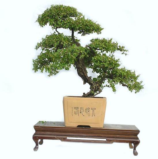 盆景作文:一盆老干雀梅盆景