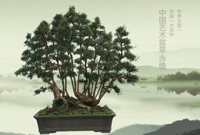 赤楠盆景的风水作用有哪些