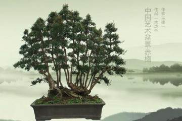 赤楠盆景的风水作用有哪些