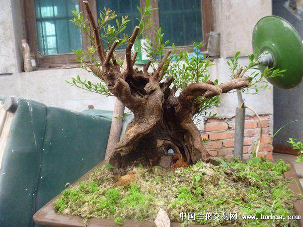 赤楠盆景造型的3个步骤 修整与摘心